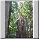 Atherton Tablelands - Curtain Fig Tree - Rick.jpg